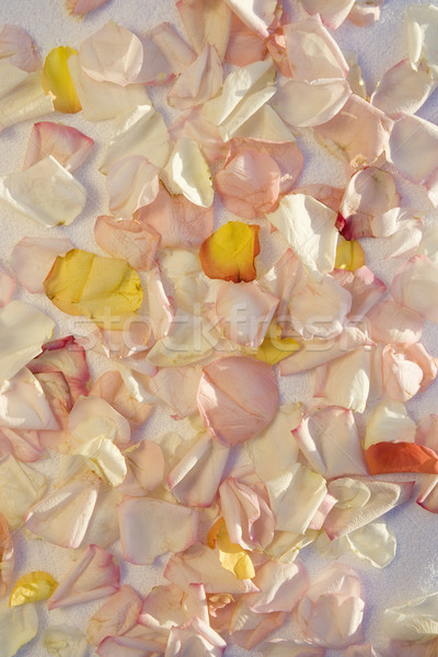 Rose petals. Stock photo © iofoto