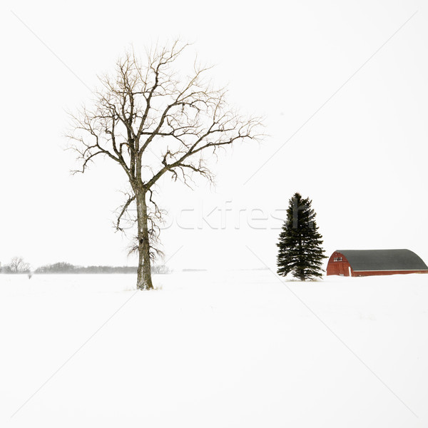 Red barn in winter. Stock photo © iofoto