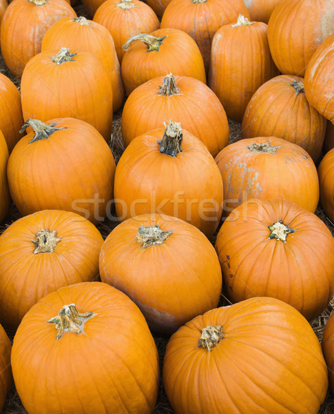 Group of pumpkins. Stock photo © iofoto