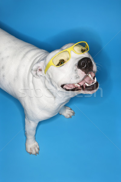 White dog on blue background. Stock photo © iofoto