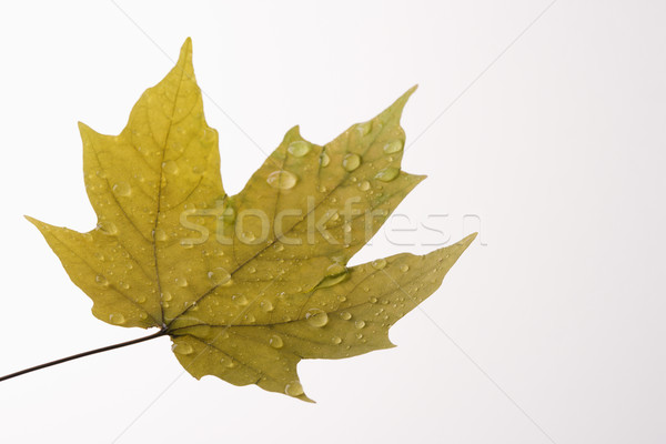 Wet Maple leaf. Stock photo © iofoto