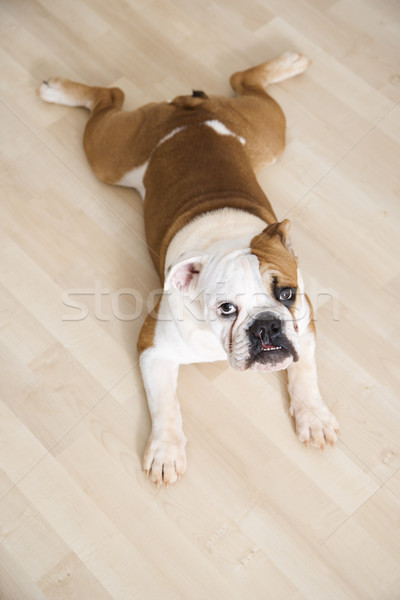 Englisch Bulldogge Holzfußboden schauen Porträt Farbe Stock foto © iofoto
