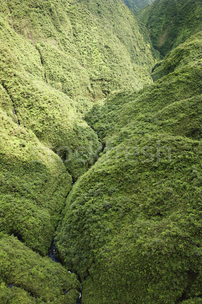 Maui Rainforest. Stock photo © iofoto