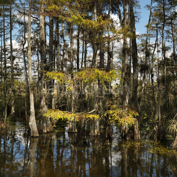 Stock photo: Wetland, Florida Everglades.