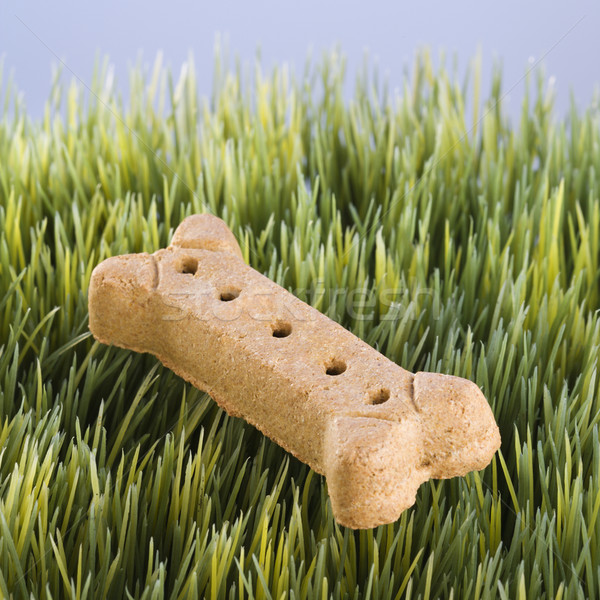 Dog bone gras hond leggen Stockfoto © iofoto
