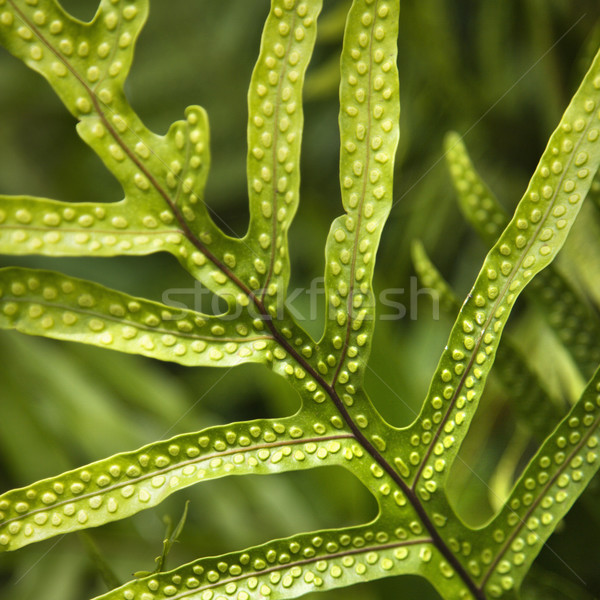Fern leaf. Stock photo © iofoto