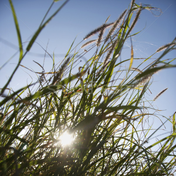 Sea oats. Stock photo © iofoto