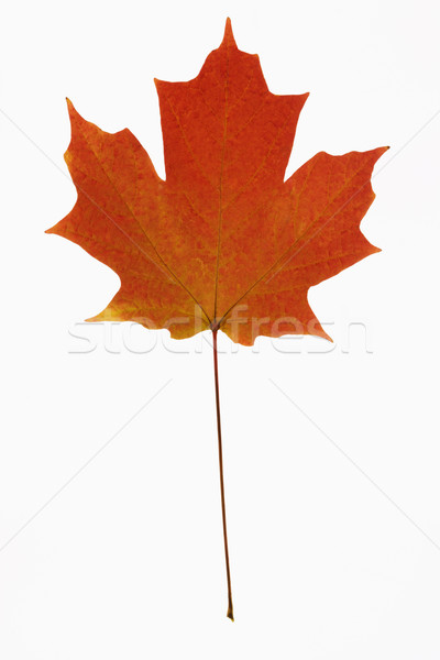 Red Maple leaf on white. Stock photo © iofoto