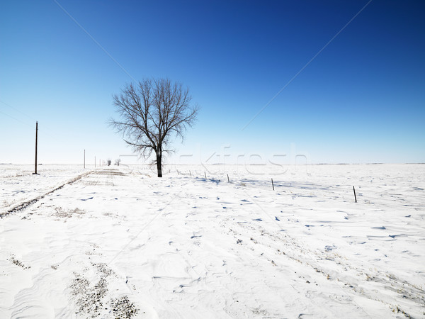 Tree in snow. Stock photo © iofoto