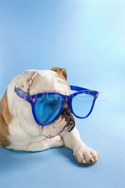 English Bulldog wearing sunglasses. Stock photo © iofoto