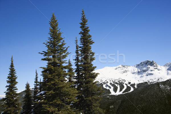 Festői hegy sí fenyőfa fák szem Stock fotó © iofoto