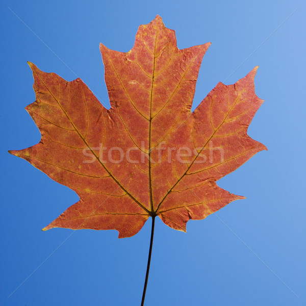 Vermelho maple leaf raio azul natureza folha Foto stock © iofoto