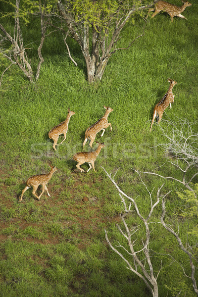 Spotted deer aerial. Stock photo © iofoto