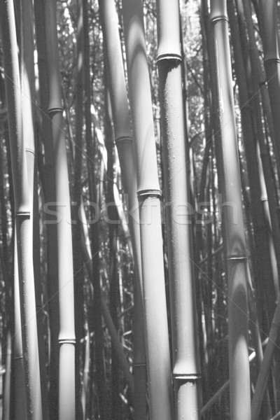 Bamboo stalks in Maui, Hawaii. Stock photo © iofoto