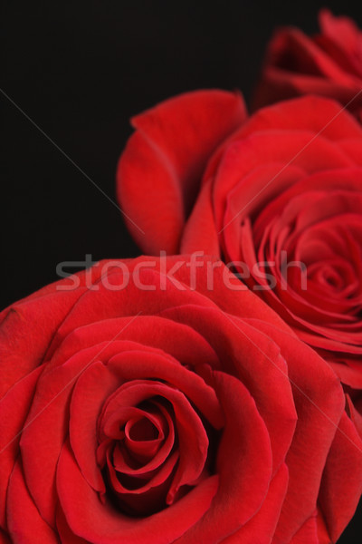 Stock photo: Red roses on black.
