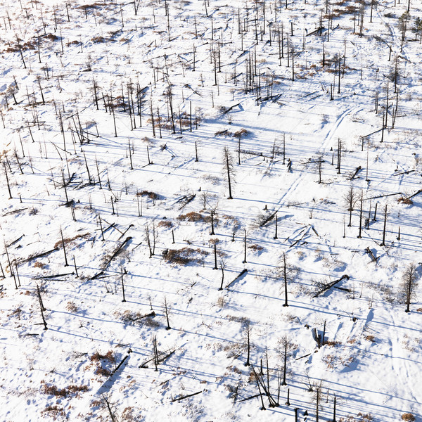 Martwych drzew ziemi widok z lotu ptaka kraju krajobraz Zdjęcia stock © iofoto