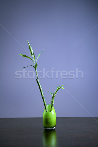 Lucky Bamboo in Green Glass Vase Stock photo © iofoto