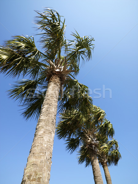 Palm trees. Stock photo © iofoto