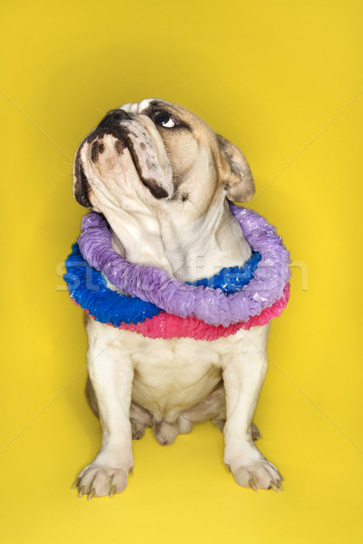 English Bulldog wearing lei. Stock photo © iofoto
