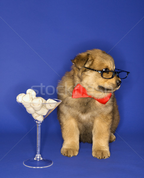 Puppy with bones in martini glass. Stock photo © iofoto