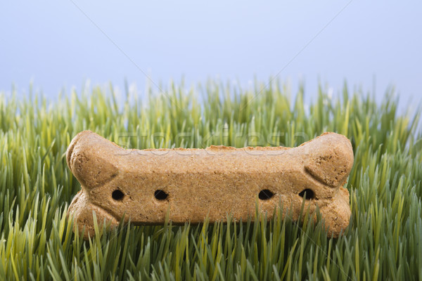 Dog treat in grass. Stock photo © iofoto