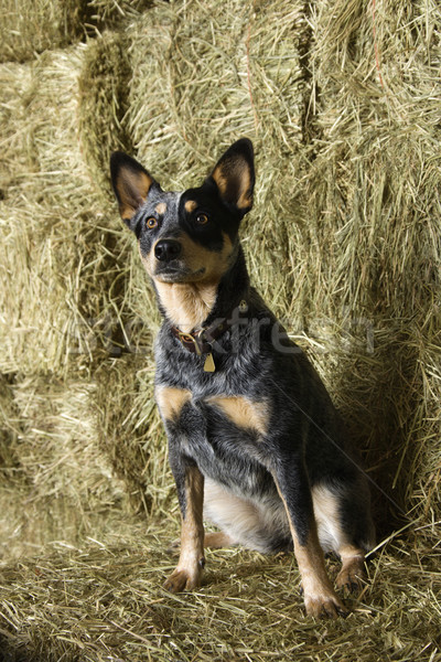 Australian Shepherd on a Hay Bale Stock photo © iofoto