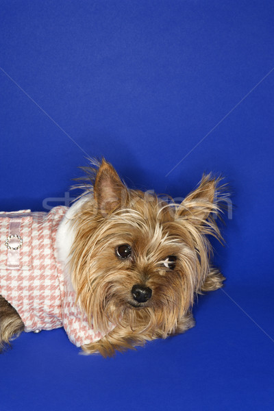 Foto stock: Yorkshire · terrier · perro · color · estudio