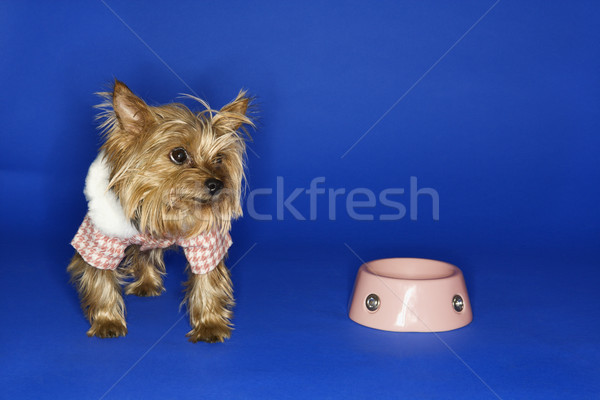 Dog with empty food bowl. Stock photo © iofoto