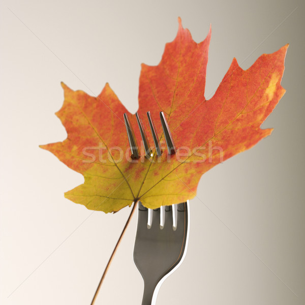 Maple leaf on fork. Stock photo © iofoto