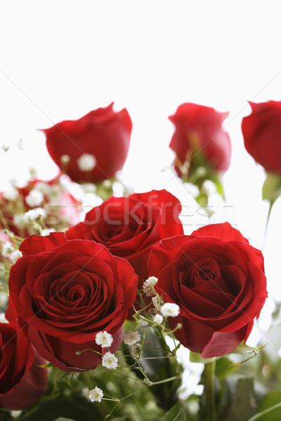 Bouquet of red roses. Stock photo © iofoto
