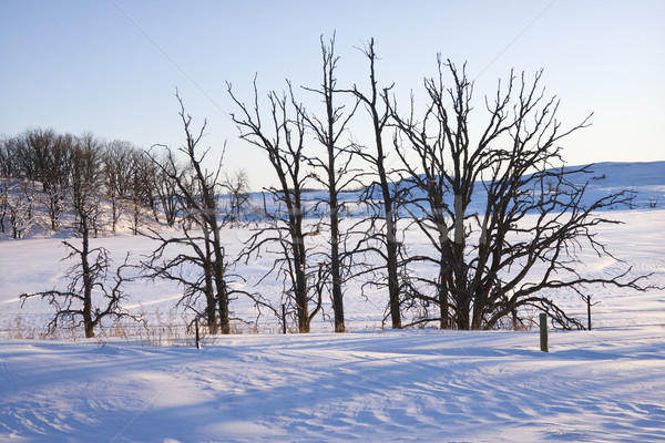 Fák hó lombtalan fedett tél természet Stock fotó © iofoto