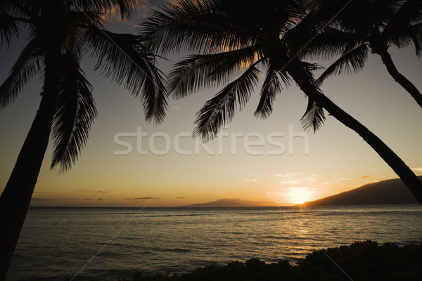 Tropical Hawaiian sunset. Stock photo © iofoto