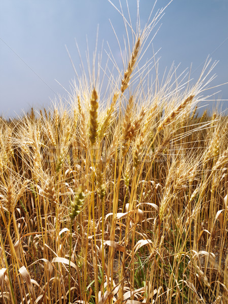Veld tarwe klaar oogst blauwe hemel Stockfoto © iofoto
