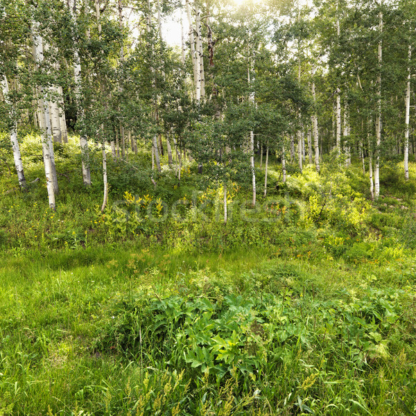 Woods with Aspen tress. Stock photo © iofoto