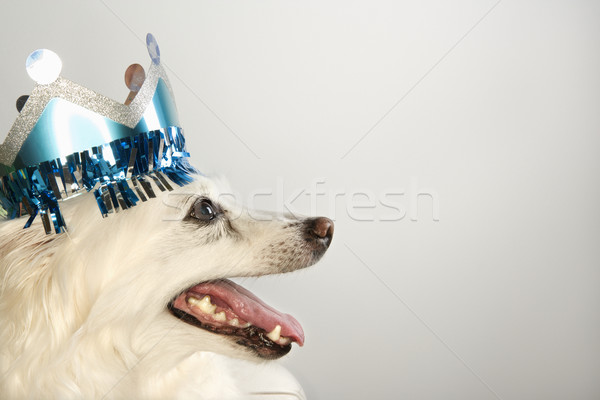 Kutya visel papír korona profil bolyhos Stock fotó © iofoto