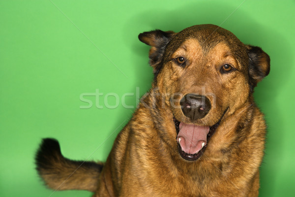Mixto raza perro marrón retrato sesión orejas Foto stock © iofoto