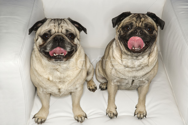Two Pug dogs sitting in chair. Stock photo © iofoto