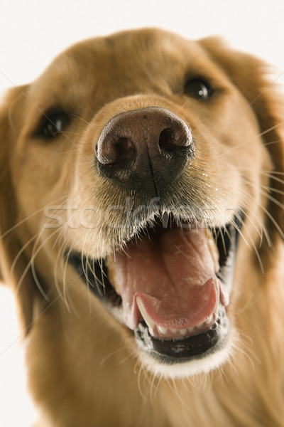 Stockfoto: Golden · retriever · hond · kleur · binnenshuis