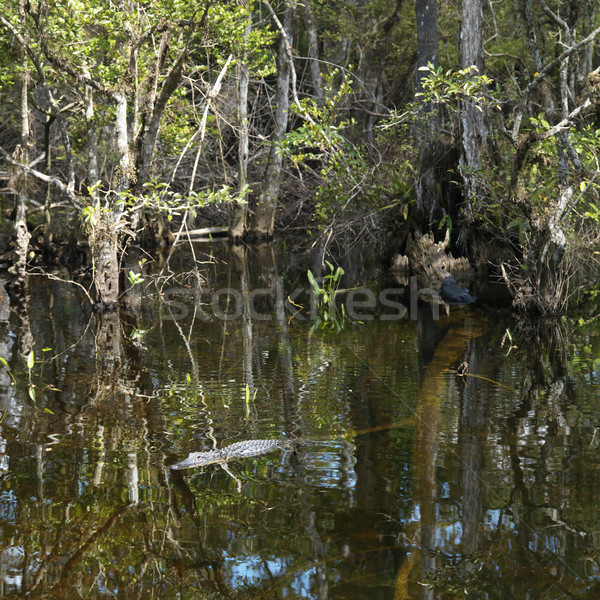 Alligator Schwimmen Park Florida USA Stock foto © iofoto