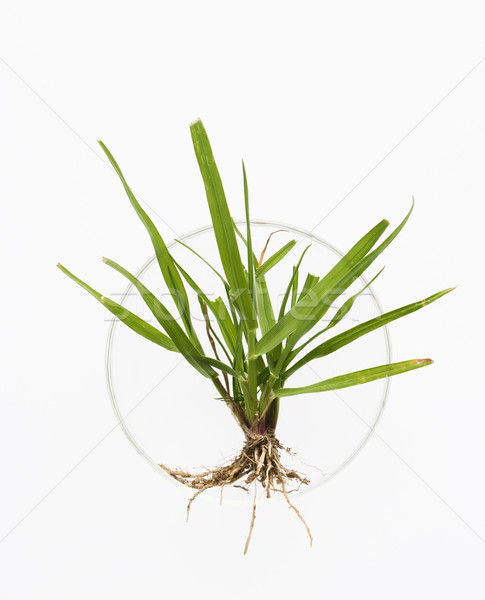Plant in petri dish.  Stock photo © iofoto