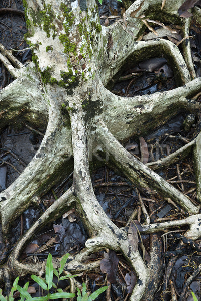 Tree roots in water. Stock photo © iofoto