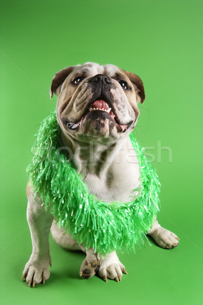 English Bulldog wearing boa. Stock photo © iofoto