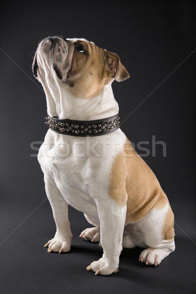 English Bulldog in spiked collar. Stock photo © iofoto