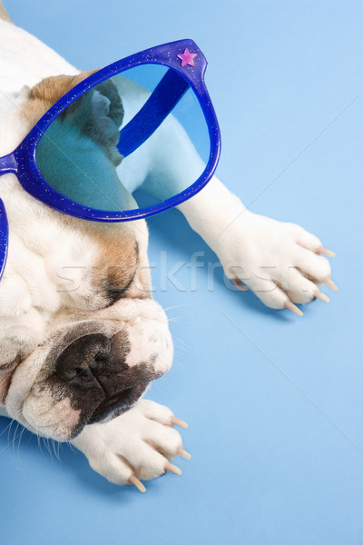 Bulldog alszik angol kék visel túlméretezett Stock fotó © iofoto