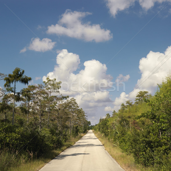 Florida Everglades road. Stock photo © iofoto