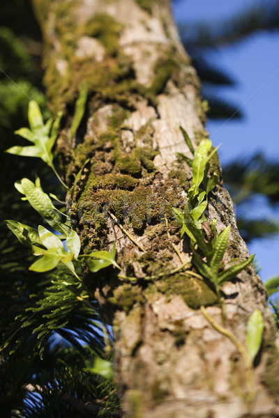 Musgo creciente árbol Foto stock © iofoto
