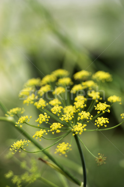 Yellow cluster bloom on plant. Stock photo © iofoto