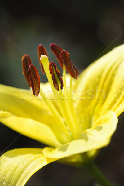 Amarelo dia florescer cor ninguém Foto stock © iofoto