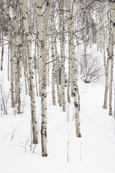 Aspen trees in winter. Stock photo © iofoto