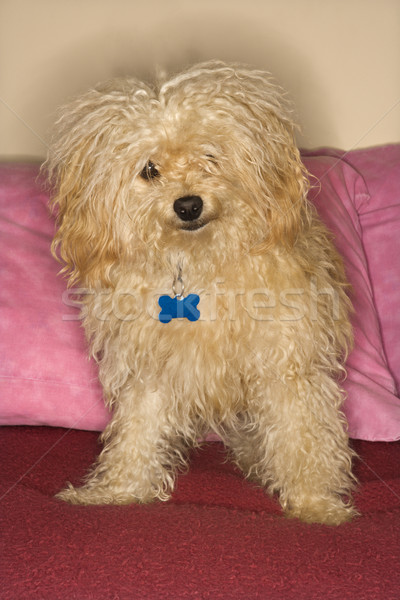 Karışık köpek portre bakıyor Stok fotoğraf © iofoto